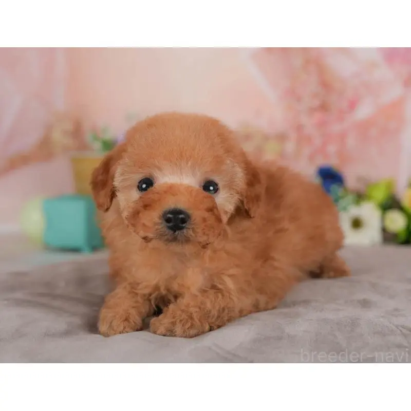 販売中の群馬県のトイプードル-455767の9枚目