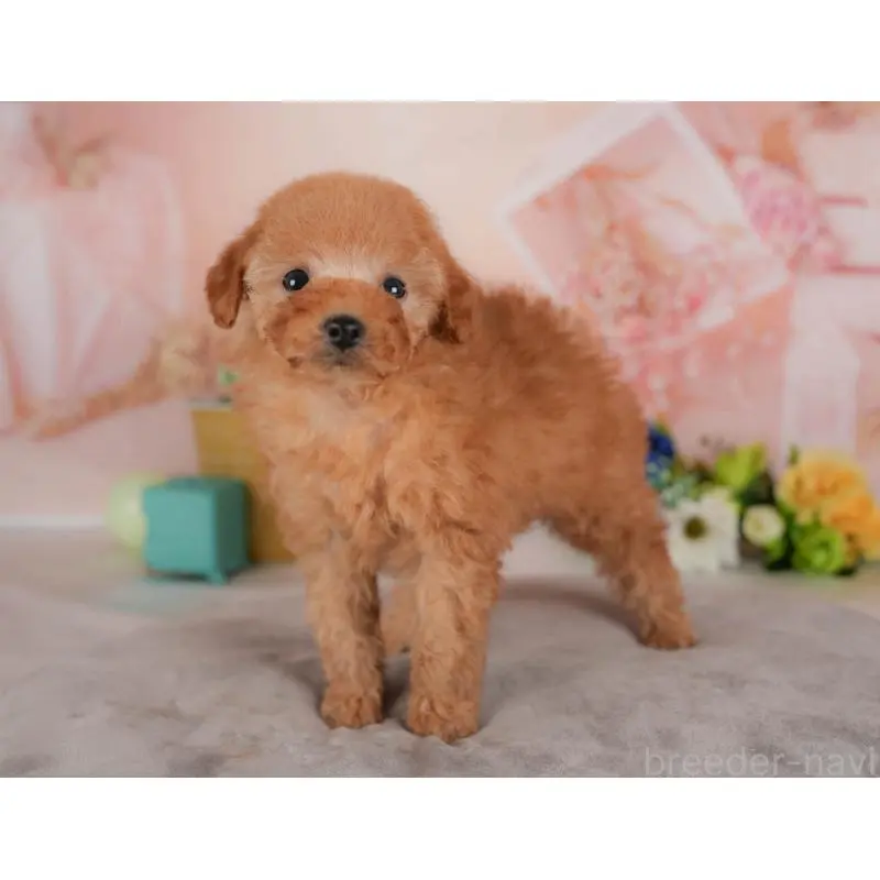 販売中の群馬県のトイプードル-455767の8枚目