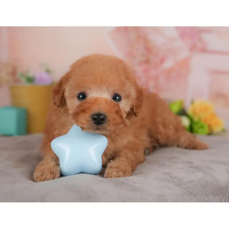 販売中の群馬県のトイプードル-455767の7枚目