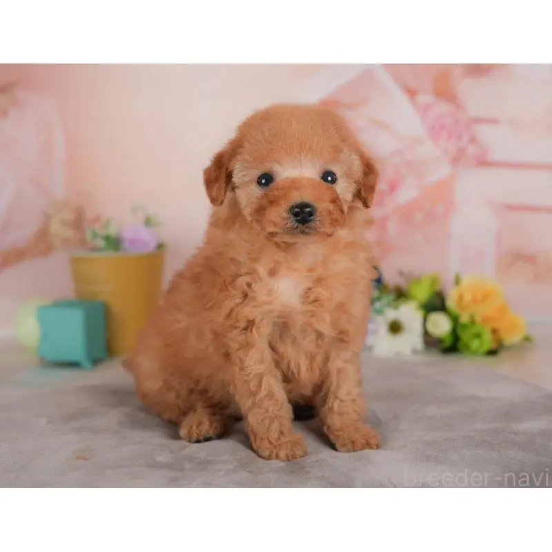 販売中の群馬県のトイプードル-455767の6枚目