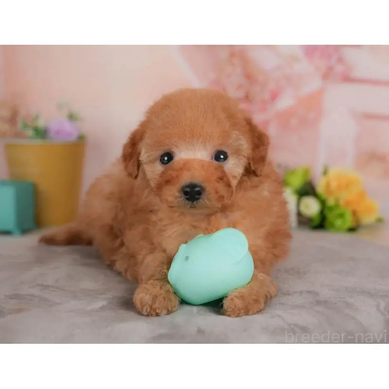 販売中の群馬県のトイプードル-455767の5枚目