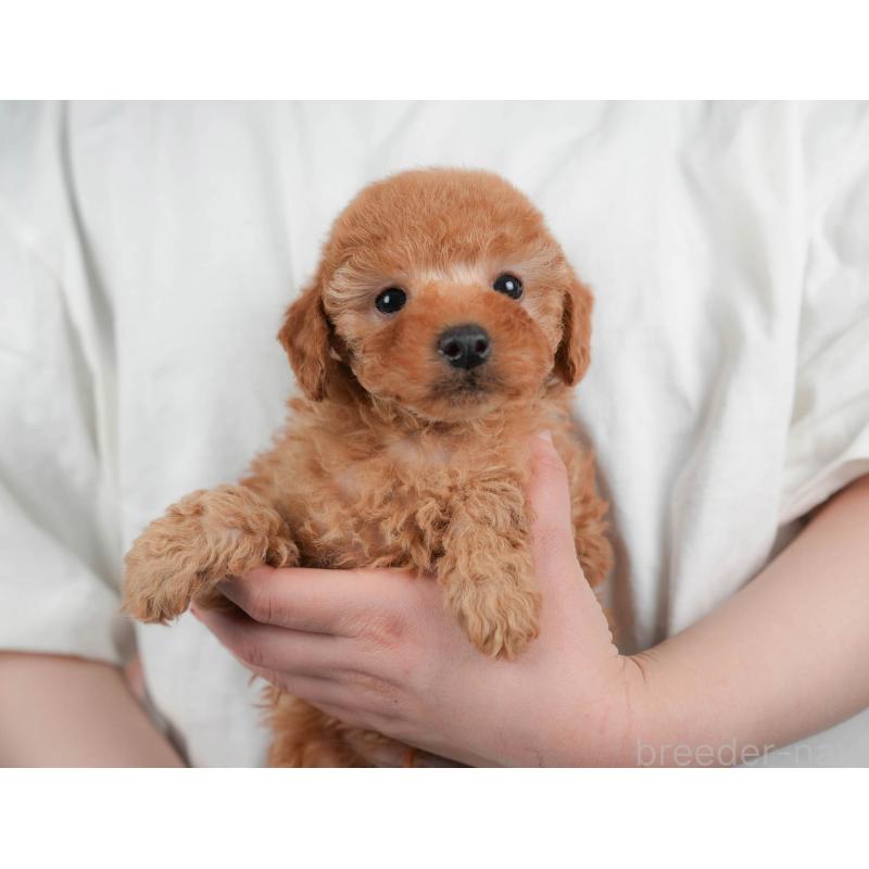 ♂︎トイプードル