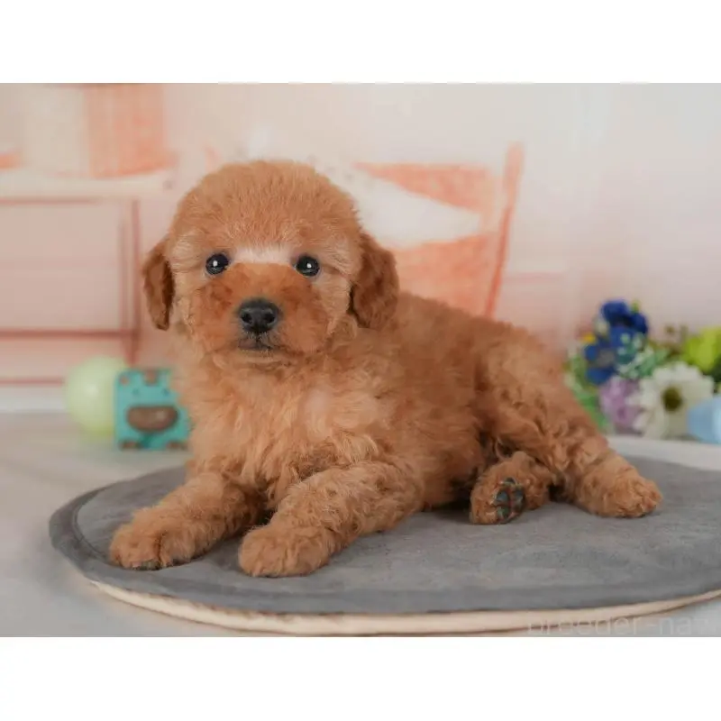 販売中の群馬県のトイプードル-454605の12枚目