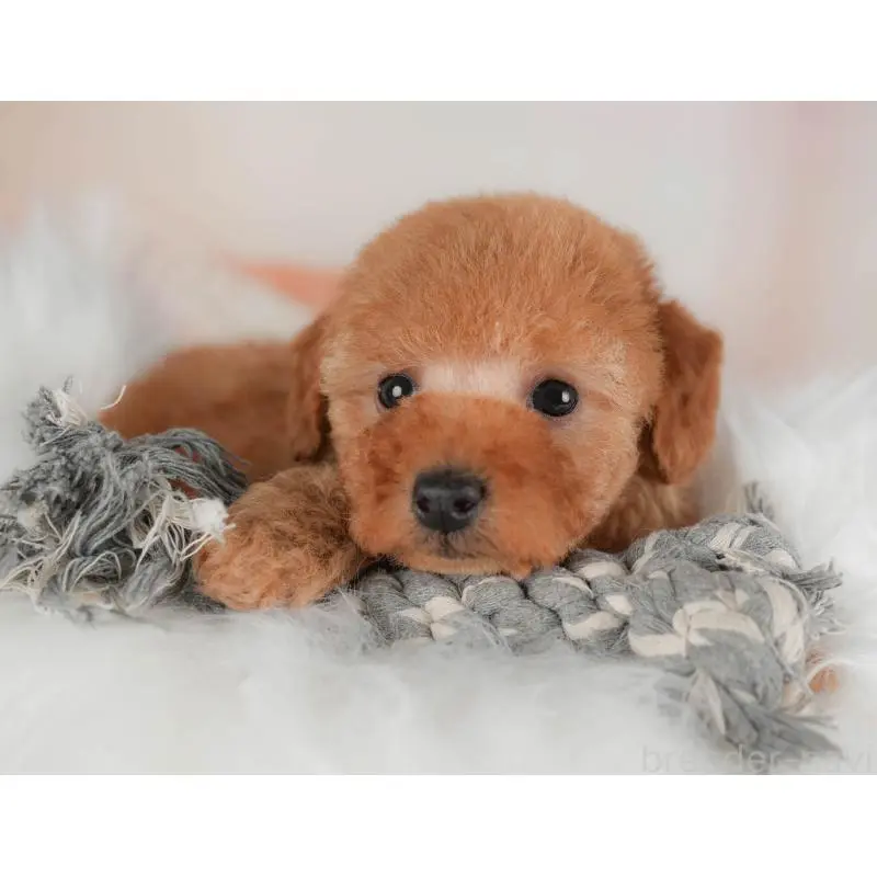 販売中の群馬県のトイプードル-454605の9枚目