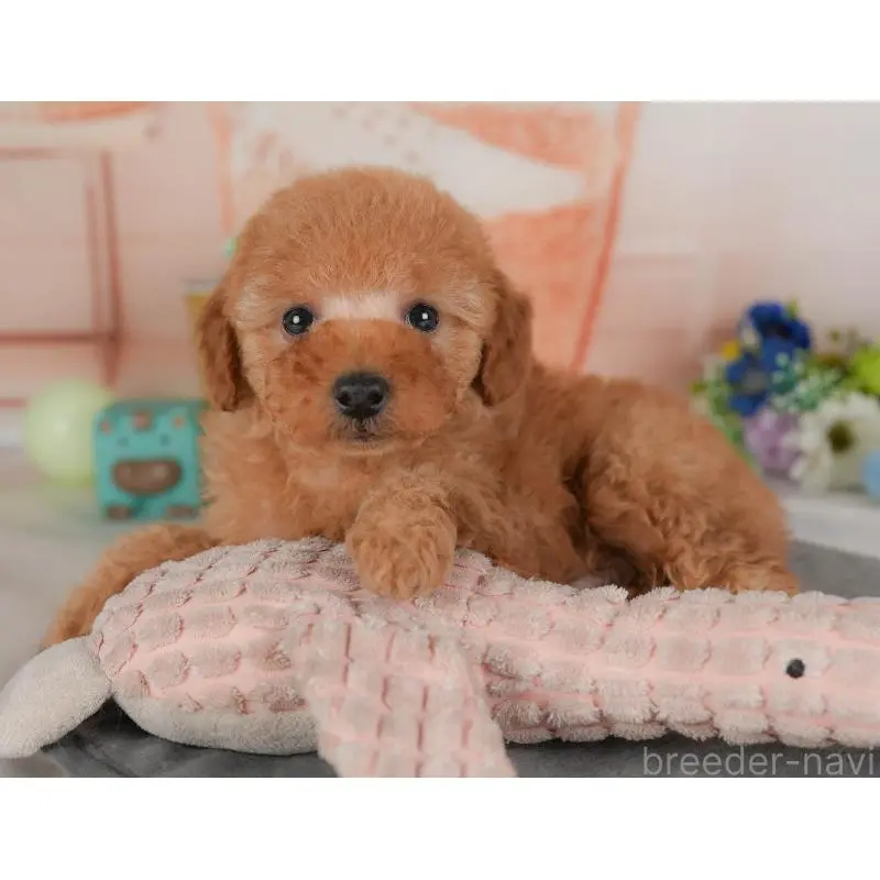 販売中の群馬県のトイプードル-454605の8枚目