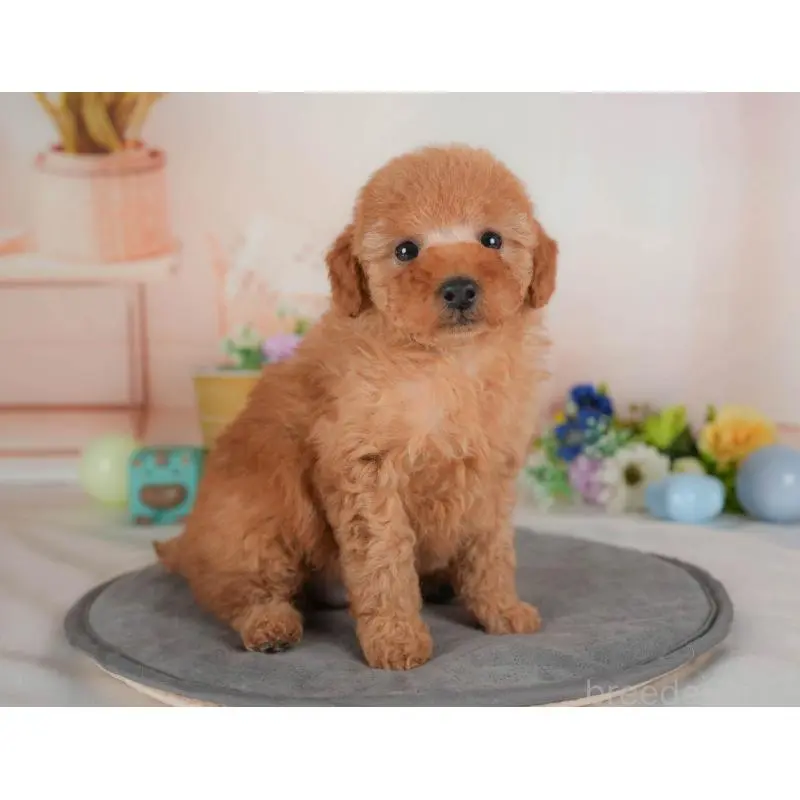 販売中の群馬県のトイプードル-454605の7枚目