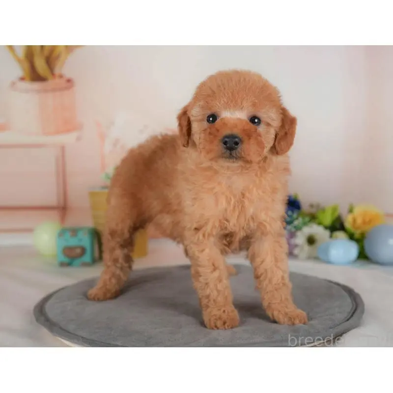 販売中の群馬県のトイプードル-454605の6枚目