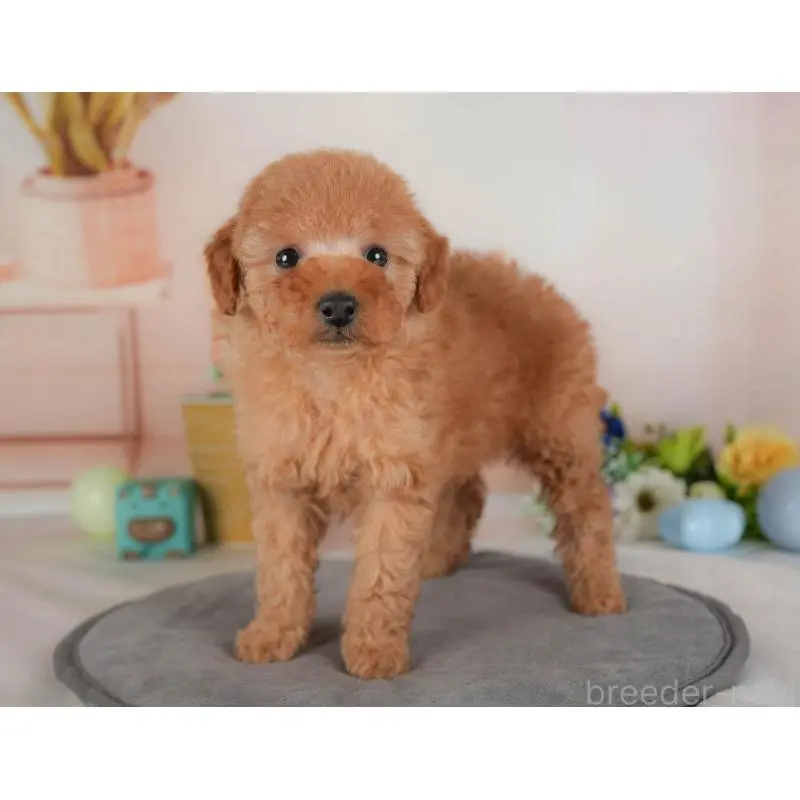 販売中の群馬県のトイプードル-454605の4枚目