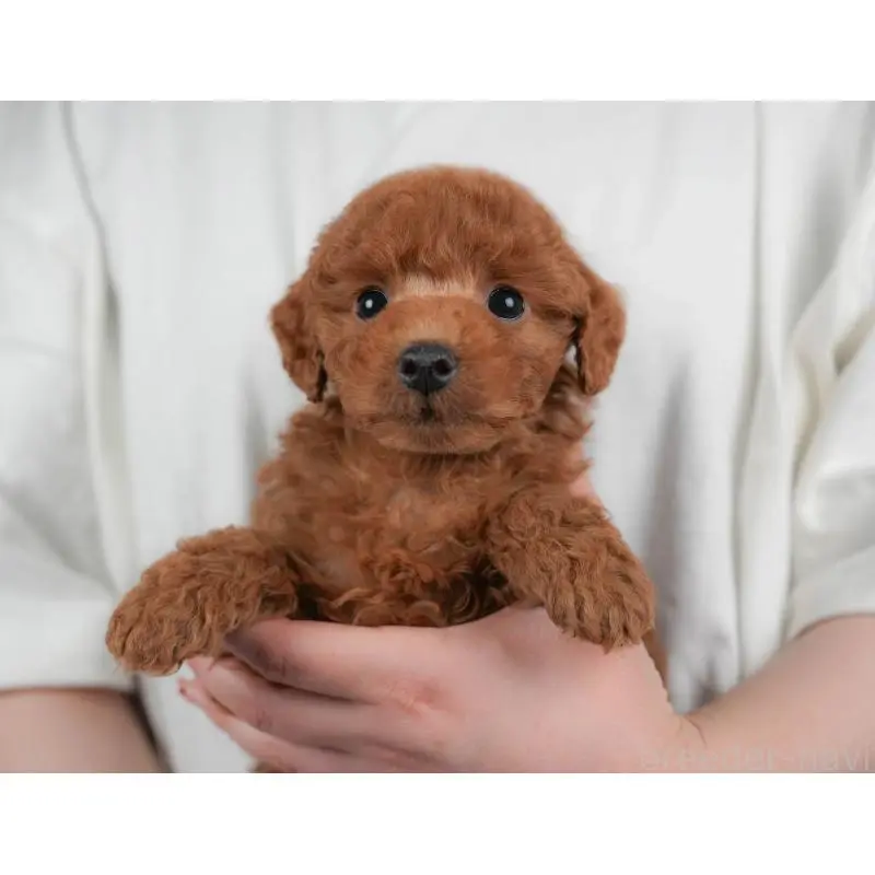 販売中の群馬県のトイプードル-454603の12枚目