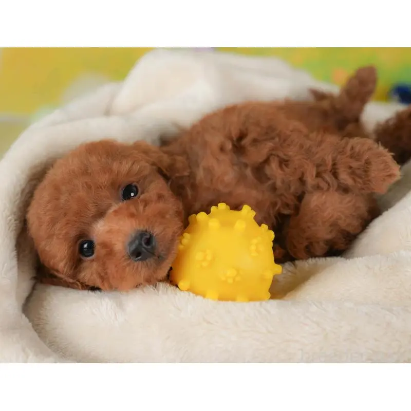 販売中の群馬県のトイプードル-454603の11枚目