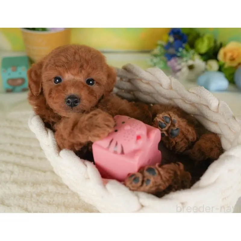 販売中の群馬県のトイプードル-454603の8枚目