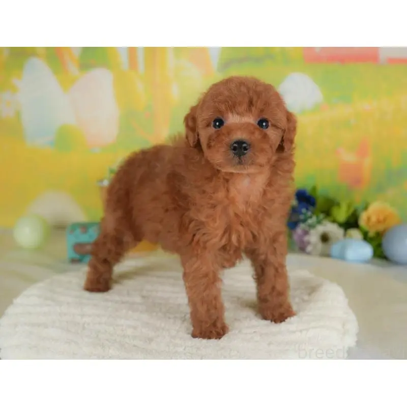 販売中の群馬県のトイプードル-454603の7枚目