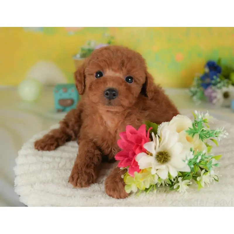 販売中の群馬県のトイプードル-454603の6枚目