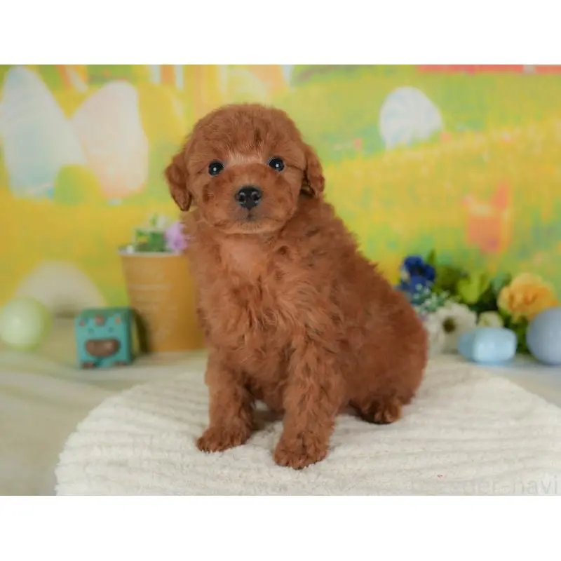 販売中の群馬県のトイプードル-454603の5枚目