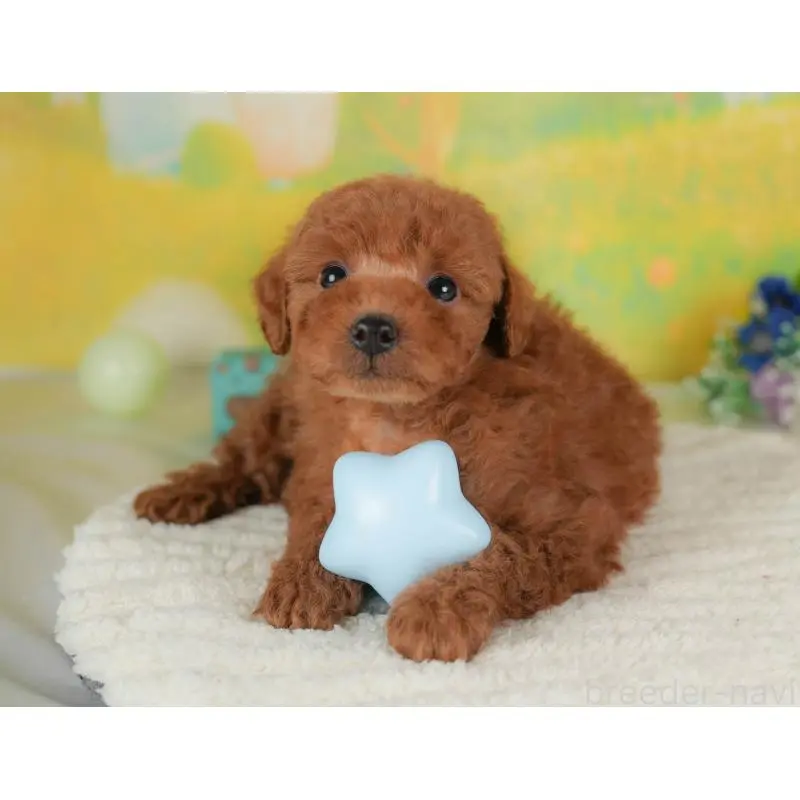 販売中の群馬県のトイプードル-454603の4枚目