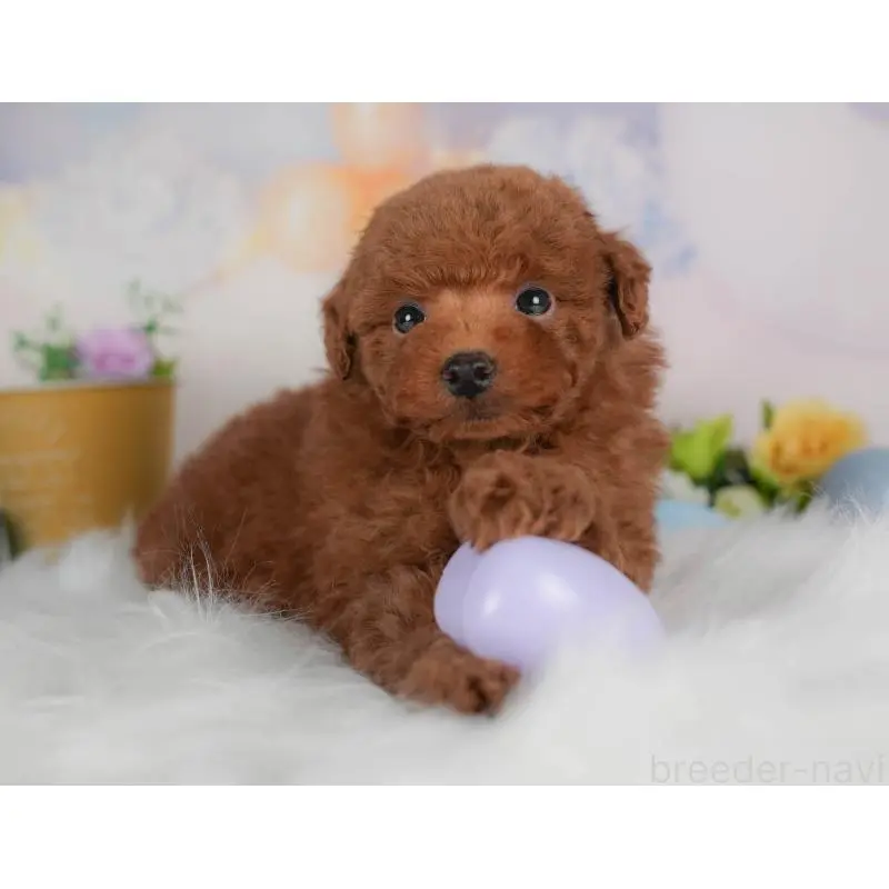 販売中の群馬県のトイプードル-454599の11枚目