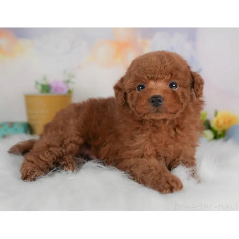 販売中の群馬県のトイプードル-454599の9枚目