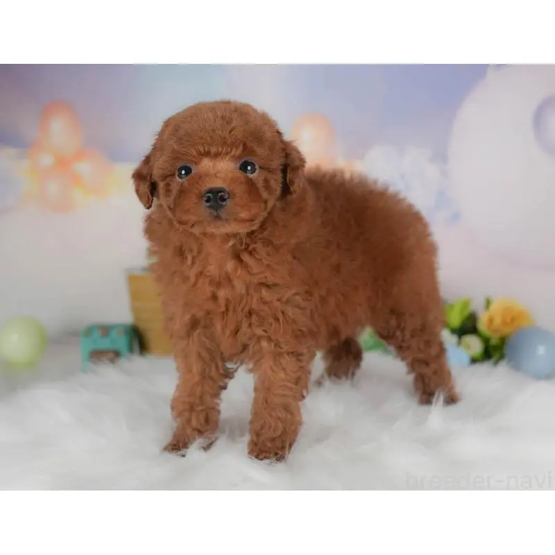 販売中の群馬県のトイプードル-454599の8枚目