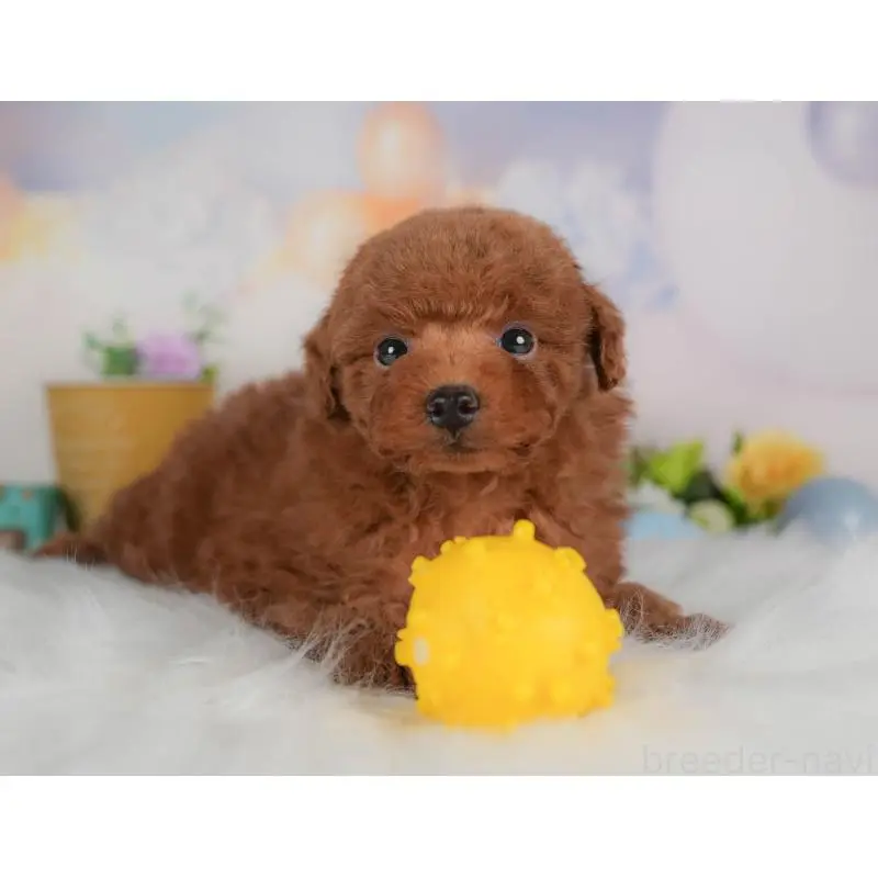 販売中の群馬県のトイプードル-454599の7枚目