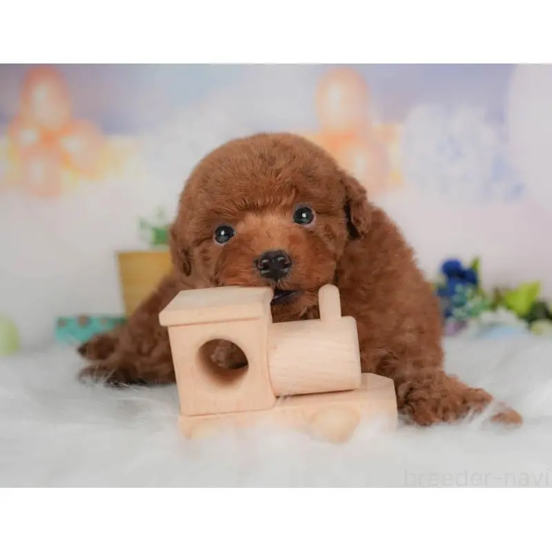 販売中の群馬県のトイプードル-454599の6枚目