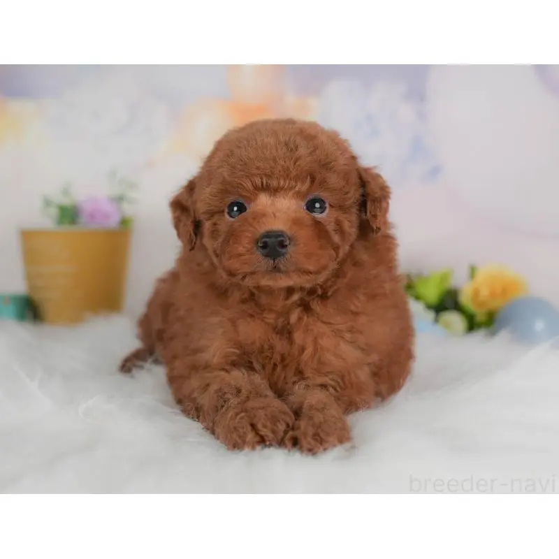 販売中の群馬県のトイプードル-454599の5枚目