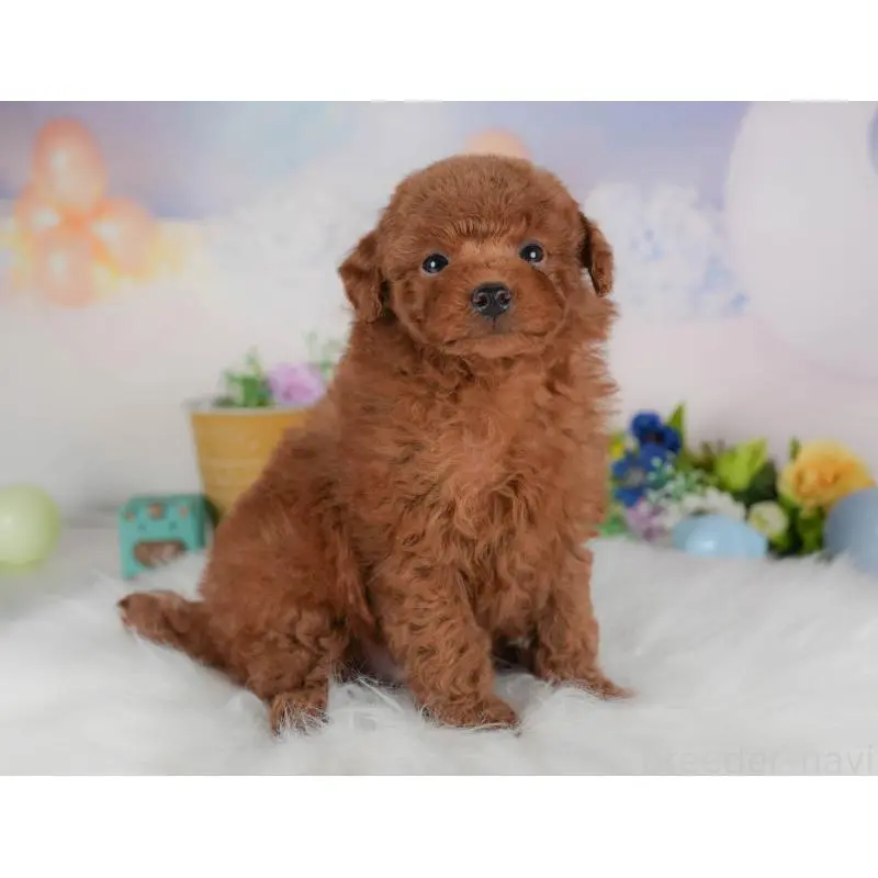 販売中の群馬県のトイプードル-454599の4枚目