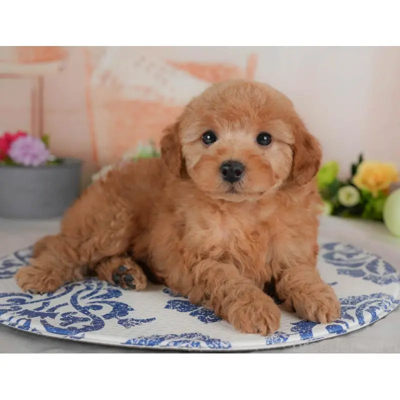 販売中の群馬県のトイプードル-454593の12枚目