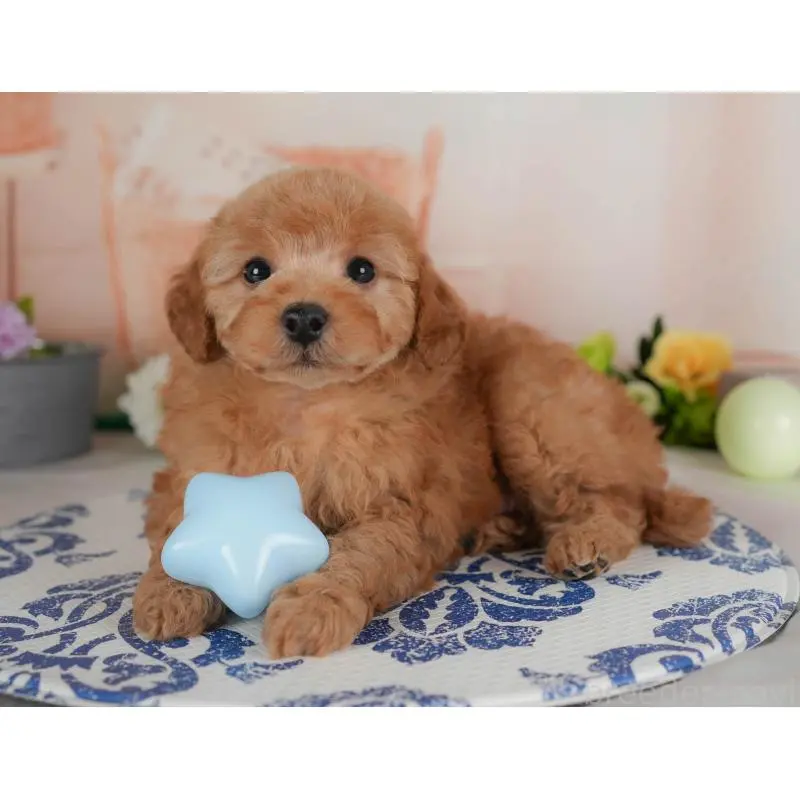 販売中の群馬県のトイプードル-454593の11枚目