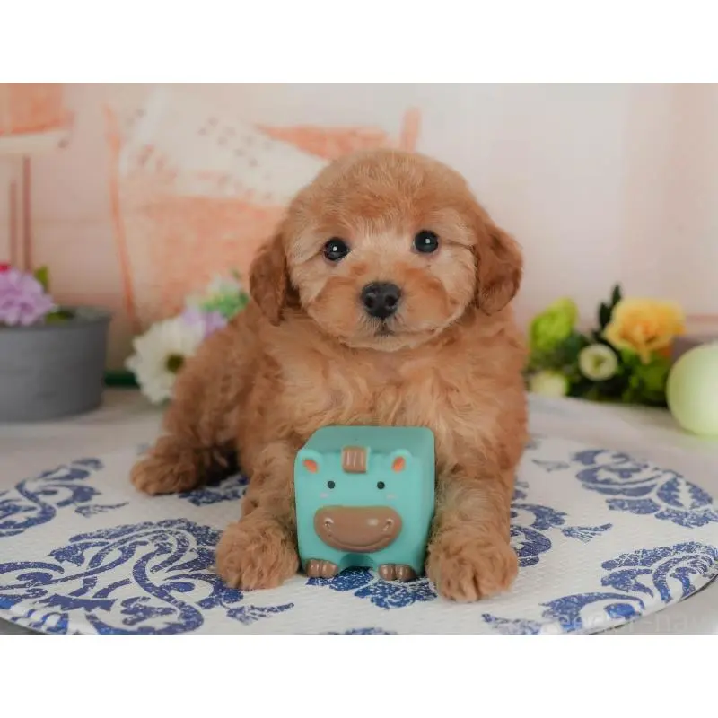 販売中の群馬県のトイプードル-454593の9枚目