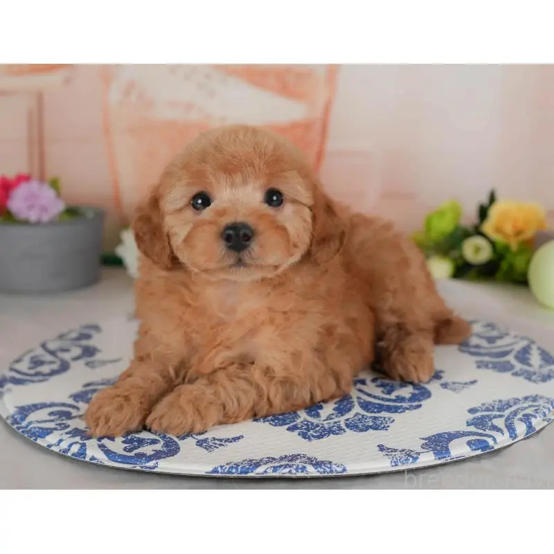 販売中の群馬県のトイプードル-454593の8枚目