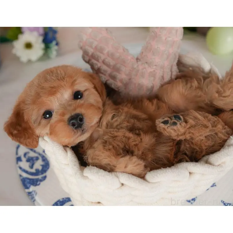 販売中の群馬県のトイプードル-454593の7枚目