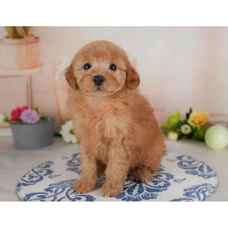 販売中の群馬県のトイプードル-454593の6枚目