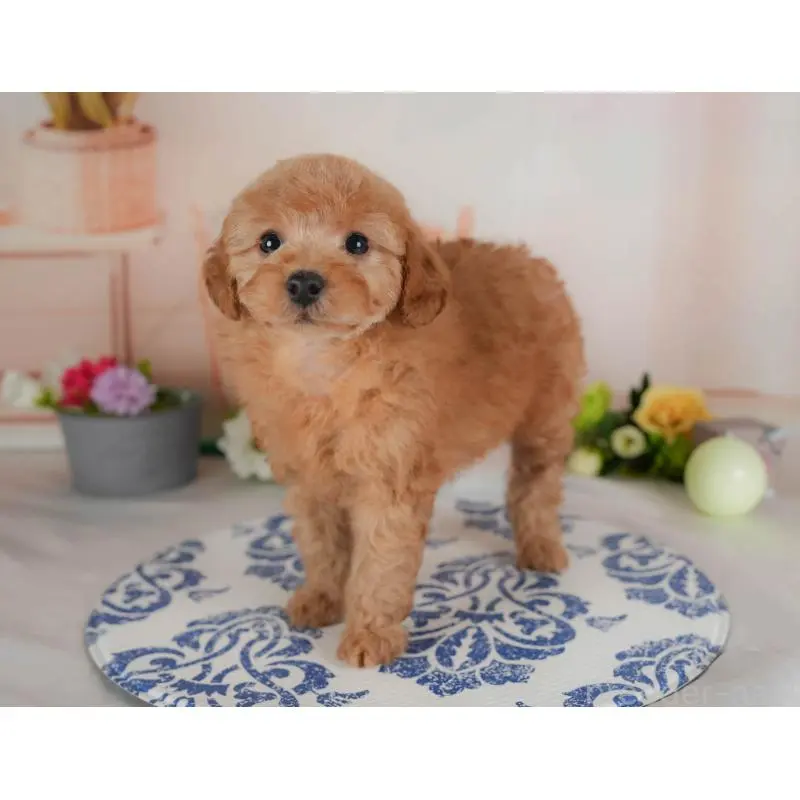 販売中の群馬県のトイプードル-454593の5枚目