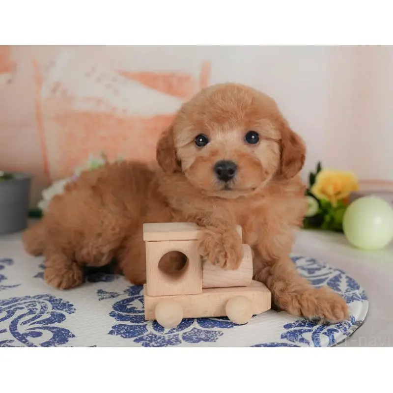 販売中の群馬県のトイプードル-454593の4枚目