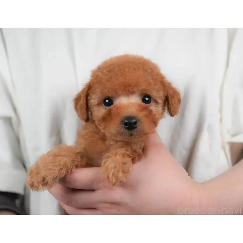 販売中の群馬県のトイプードル-454592の12枚目