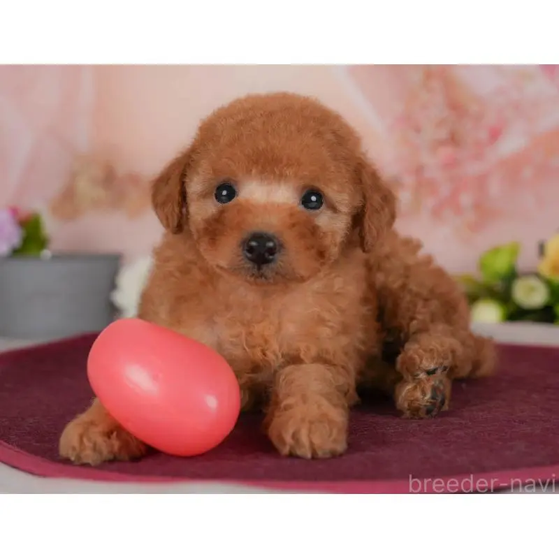 販売中の群馬県のトイプードル-454592の9枚目