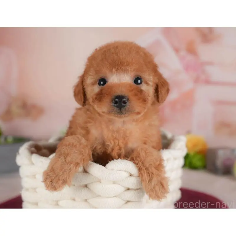 販売中の群馬県のトイプードル-454592の8枚目