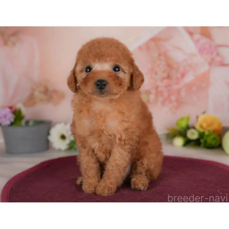 販売中の群馬県のトイプードル-454592の7枚目