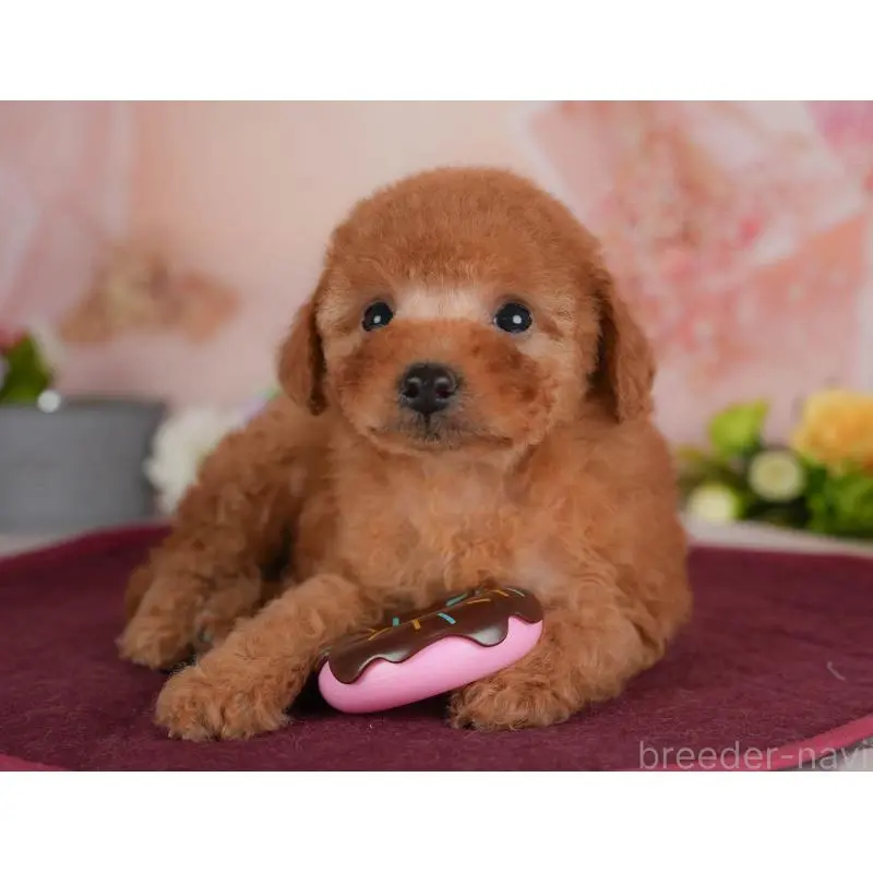 販売中の群馬県のトイプードル-454592の6枚目