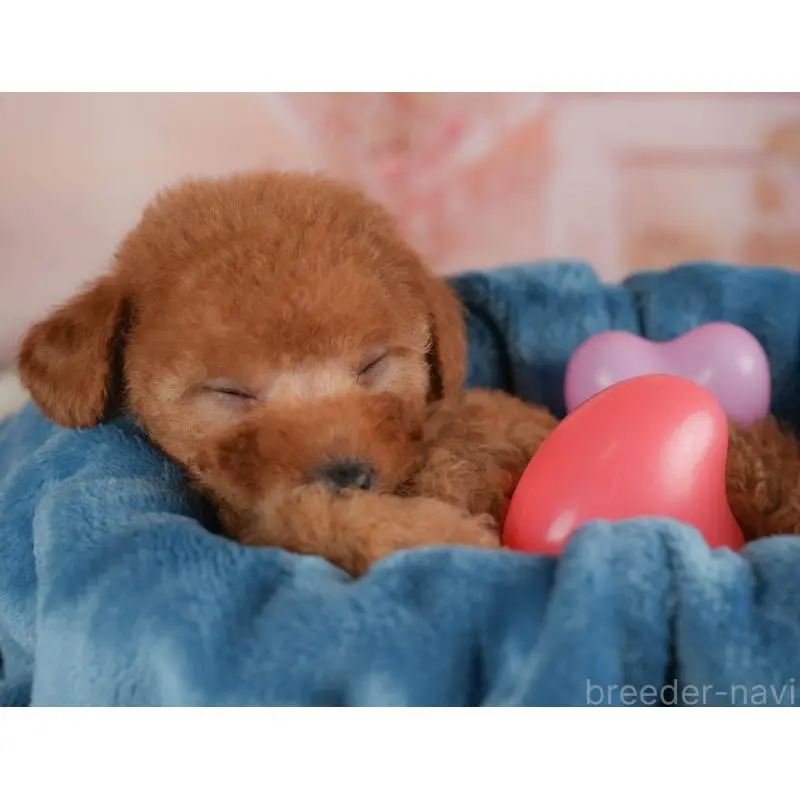 販売中の群馬県のトイプードル-454592の5枚目