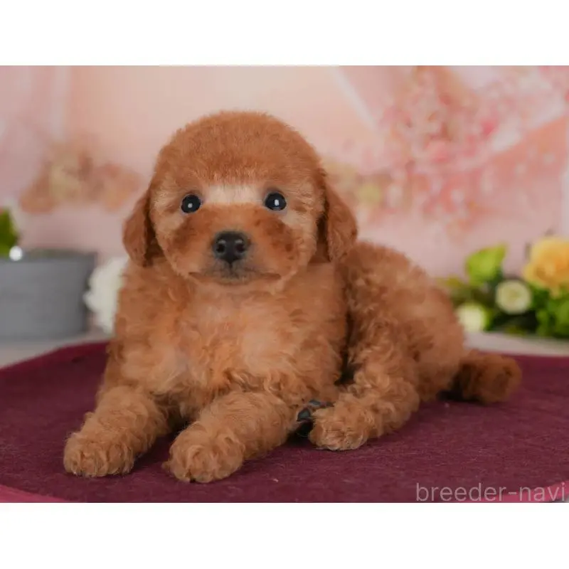 販売中の群馬県のトイプードル-454592の4枚目