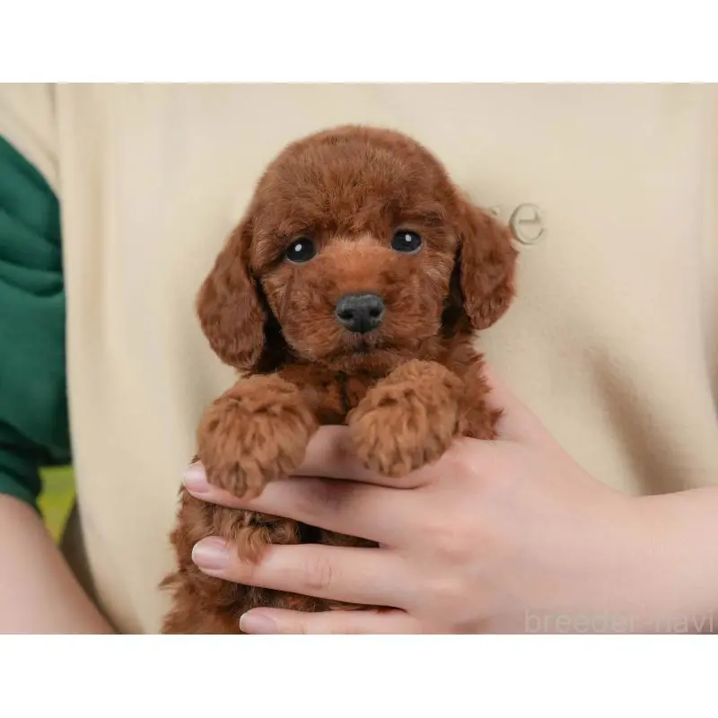 販売中の群馬県のトイプードル-454591の12枚目