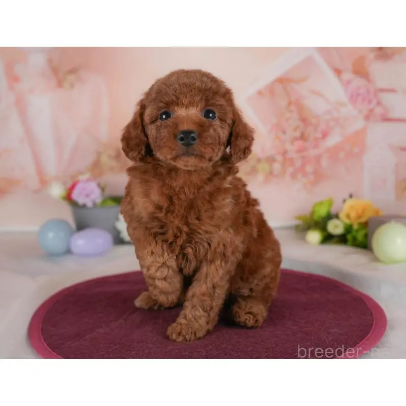 販売中の群馬県のトイプードル-454591の11枚目