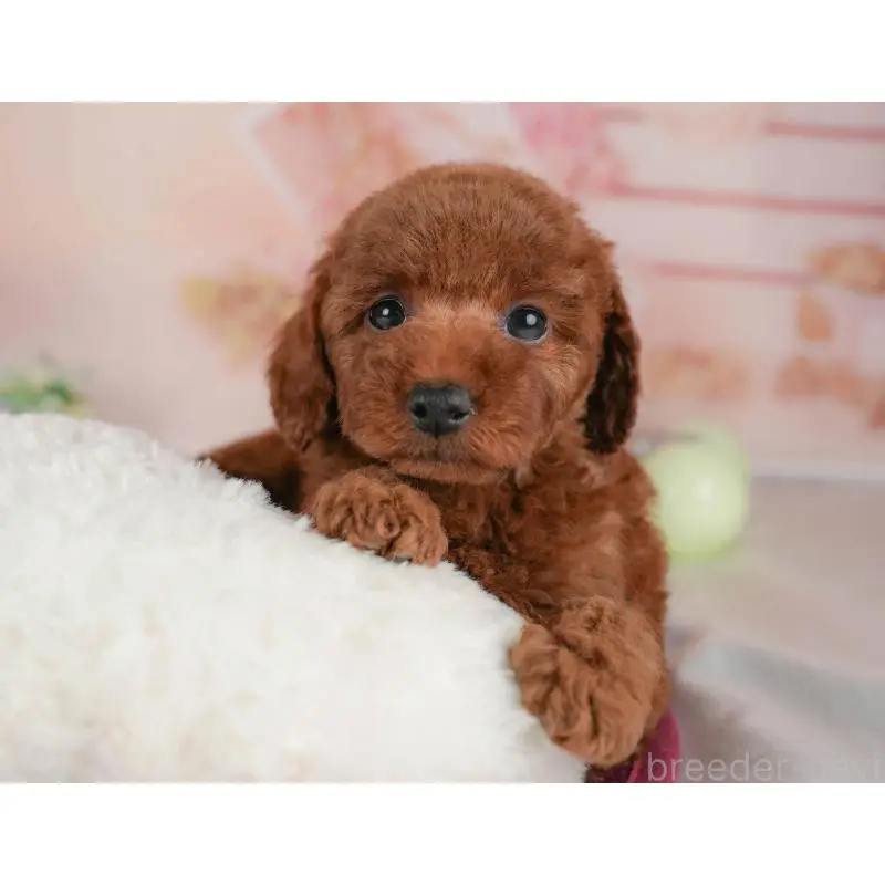 販売中の群馬県のトイプードル-454591の9枚目