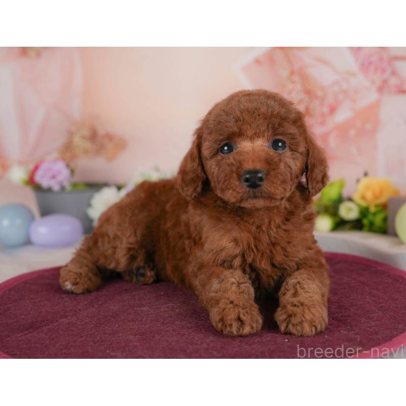 販売中の群馬県のトイプードル-454591の8枚目