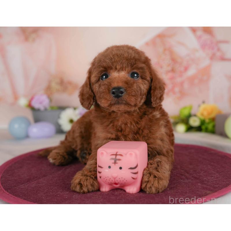 販売中の群馬県のトイプードル-454591の7枚目