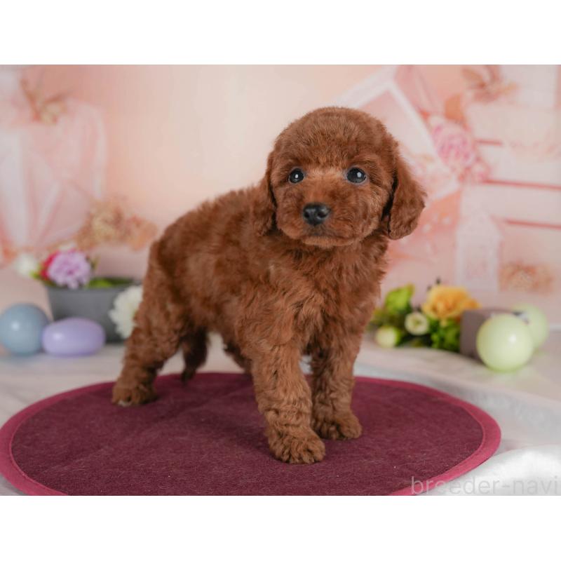 販売中の群馬県のトイプードル-454591の6枚目