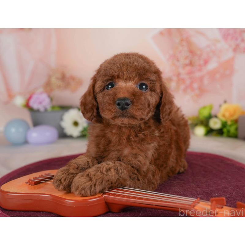 販売中の群馬県のトイプードル-454591の5枚目