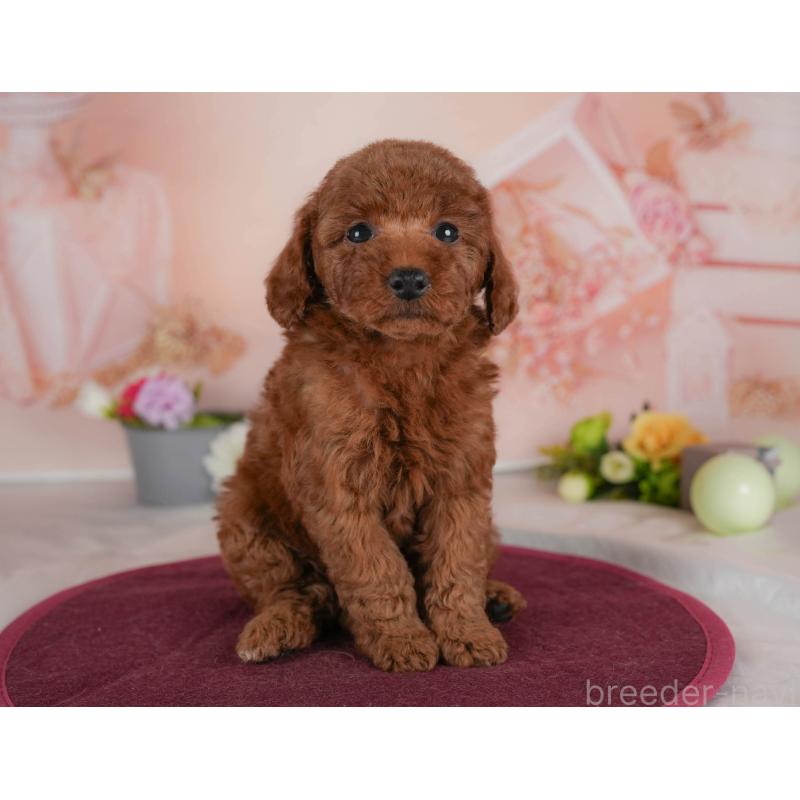 販売中の群馬県のトイプードル-454591の4枚目