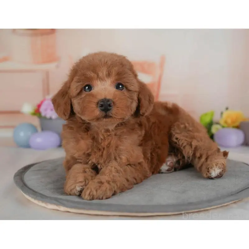 販売中の群馬県のトイプードル-454589の12枚目